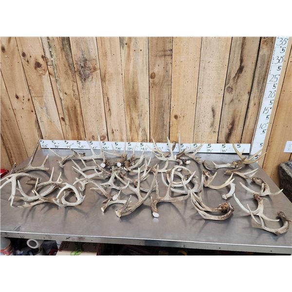 27.4 Lbs Of Whitetail Antlers Cut Below The Burr