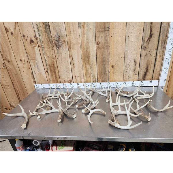 20.7 Lbs Of Whitetail Antlers