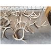 Image 2 : 20.7 Lbs Of Whitetail Antlers