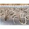 Image 3 : 20.7 Lbs Of Whitetail Antlers