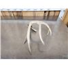Image 3 : 74" 5 Point Whitetail Shed Antler