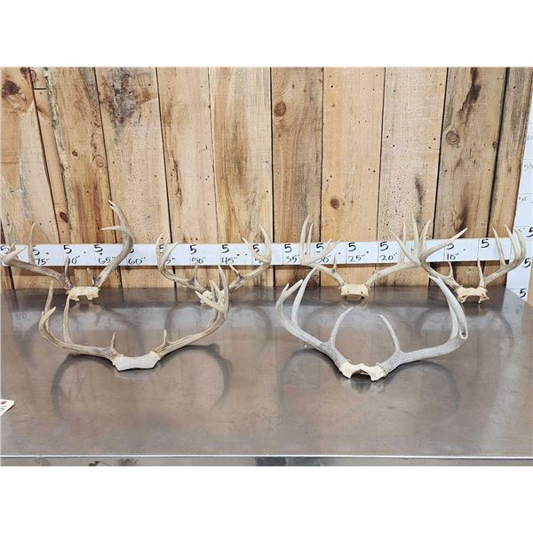 6 Sets Of Whitetail Antlers On Skull Plate