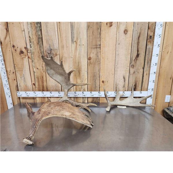 30.6 Lbs Of Moose Shed Antlers