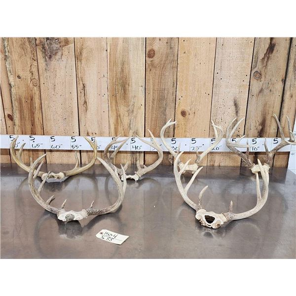 6 Sets Of Whitetail Antlers On Skull Plate