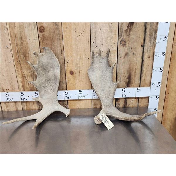 12.2 Lbs Of Moose Shed Antlers