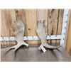 Image 1 : 12.2 Lbs Of Moose Shed Antlers