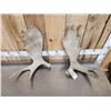 Image 2 : 12.2 Lbs Of Moose Shed Antlers