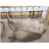 Image 4 : 12.2 Lbs Of Moose Shed Antlers