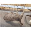 Image 5 : 12.2 Lbs Of Moose Shed Antlers