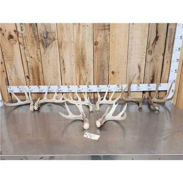4 Sets Of Whitetail Shed Antlers