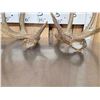 Image 3 : 4 Sets Of Whitetail Shed Antlers