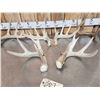 Image 4 : 4 Sets Of Whitetail Shed Antlers