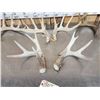Image 5 : 4 Sets Of Whitetail Shed Antlers