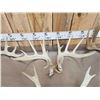 Image 6 : 4 Sets Of Whitetail Shed Antlers