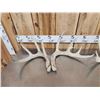 Image 7 : 4 Sets Of Whitetail Shed Antlers