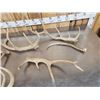 Image 2 : 13.9 Lbs Of Elk Antlers
