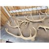 Image 3 : 13.9 Lbs Of Elk Antlers