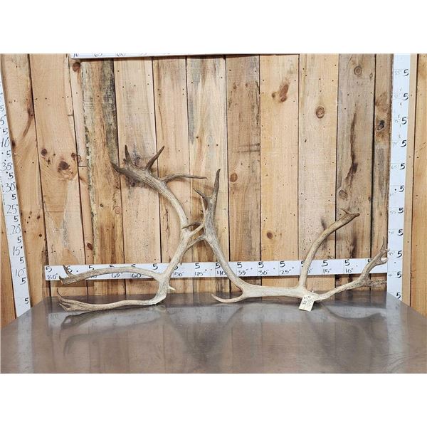 15.1 Lbs Of Reindeer Antlers