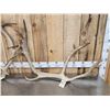 Image 2 : 15.1 Lbs Of Reindeer Antlers