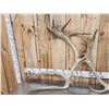 Image 3 : 15.1 Lbs Of Reindeer Antlers