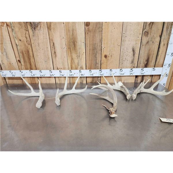 9.5 Lbs Of Whitetail Shed Antlers