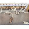 Image 2 : 9.5 Lbs Of Whitetail Shed Antlers