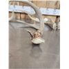 Image 4 : 9.5 Lbs Of Whitetail Shed Antlers