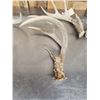 Image 5 : 9.5 Lbs Of Whitetail Shed Antlers