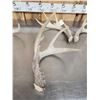 Image 6 : 9.5 Lbs Of Whitetail Shed Antlers