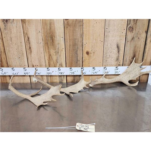 6.4 Lbs Of Fallow Deer Antlers