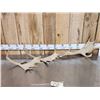 Image 1 : 6.4 Lbs Of Fallow Deer Antlers
