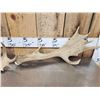 Image 2 : 6.4 Lbs Of Fallow Deer Antlers