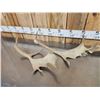 Image 3 : 6.4 Lbs Of Fallow Deer Antlers