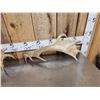 Image 4 : 6.4 Lbs Of Fallow Deer Antlers