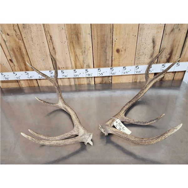 4x5 Elk Shed Antlers