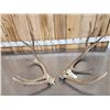 Image 1 : 4x5 Elk Shed Antlers