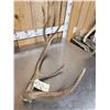 Image 2 : 4x5 Elk Shed Antlers