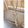 Image 3 : 4x5 Elk Shed Antlers