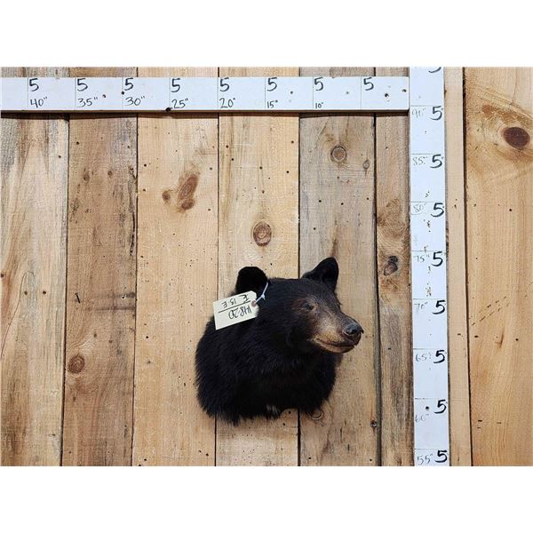Black Bear Shoulder Mount Taxidermy