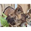 Image 10 : Male & Female Ruffed Grouse Full Body Bird Taxidermy