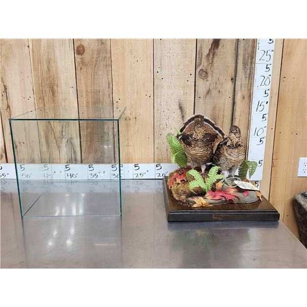 Male & Female Ruffed Grouse Full Body Bird Taxidermy