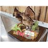 Image 3 : Male & Female Ruffed Grouse Full Body Bird Taxidermy