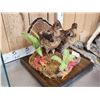 Image 4 : Male & Female Ruffed Grouse Full Body Bird Taxidermy