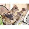 Image 5 : Male & Female Ruffed Grouse Full Body Bird Taxidermy