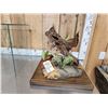 Image 6 : Male & Female Ruffed Grouse Full Body Bird Taxidermy