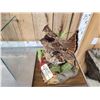 Image 7 : Male & Female Ruffed Grouse Full Body Bird Taxidermy