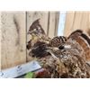Image 8 : Male & Female Ruffed Grouse Full Body Bird Taxidermy