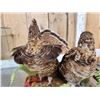 Image 9 : Male & Female Ruffed Grouse Full Body Bird Taxidermy