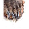 Image 11 : Big Alaskan Costal Brown Bear Rug Taxidermy