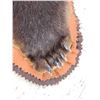 Image 13 : Big Alaskan Costal Brown Bear Rug Taxidermy